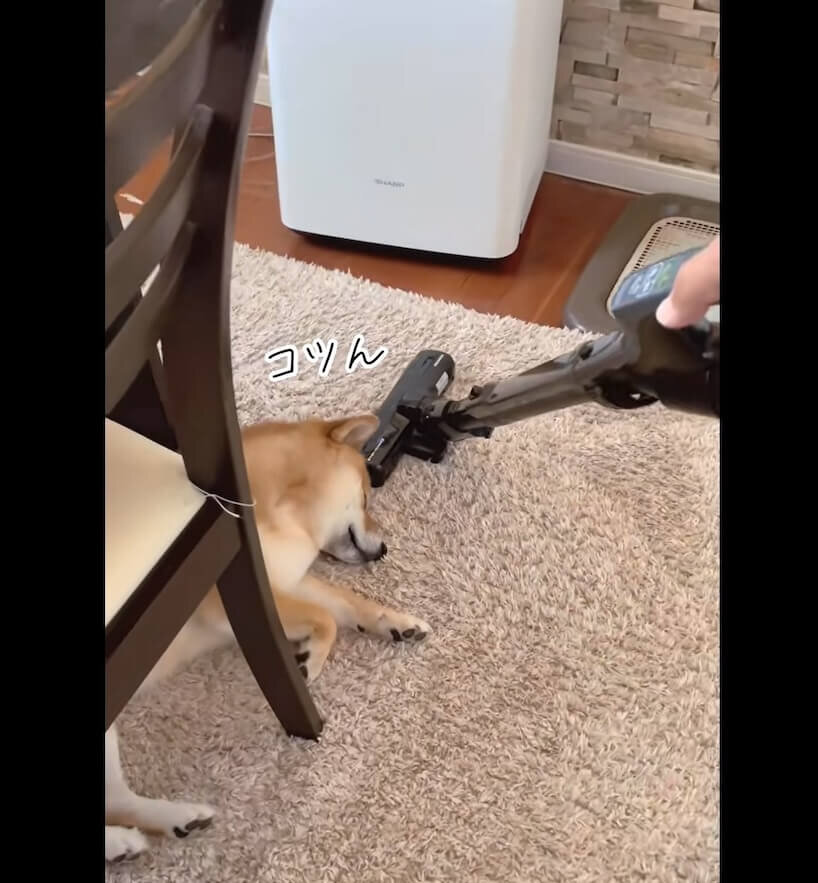 柴犬,動画