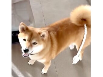 柴犬,動画