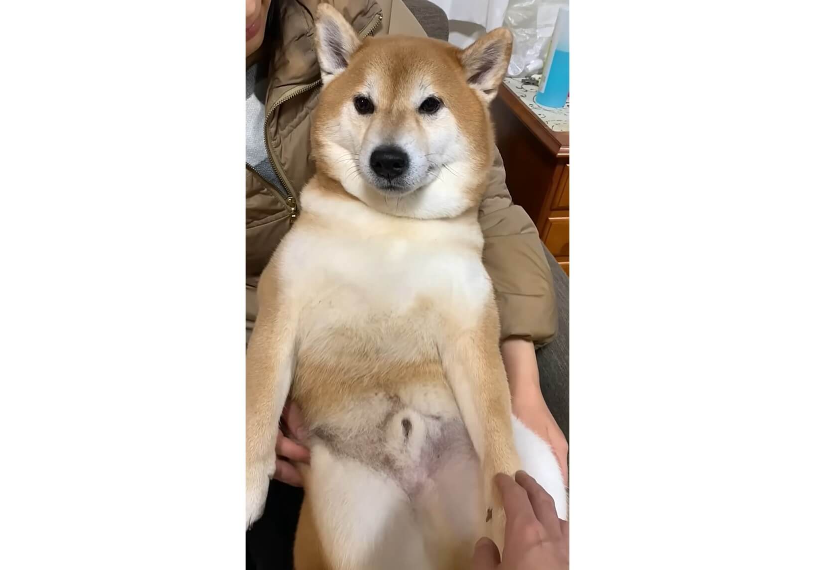 柴犬,動画