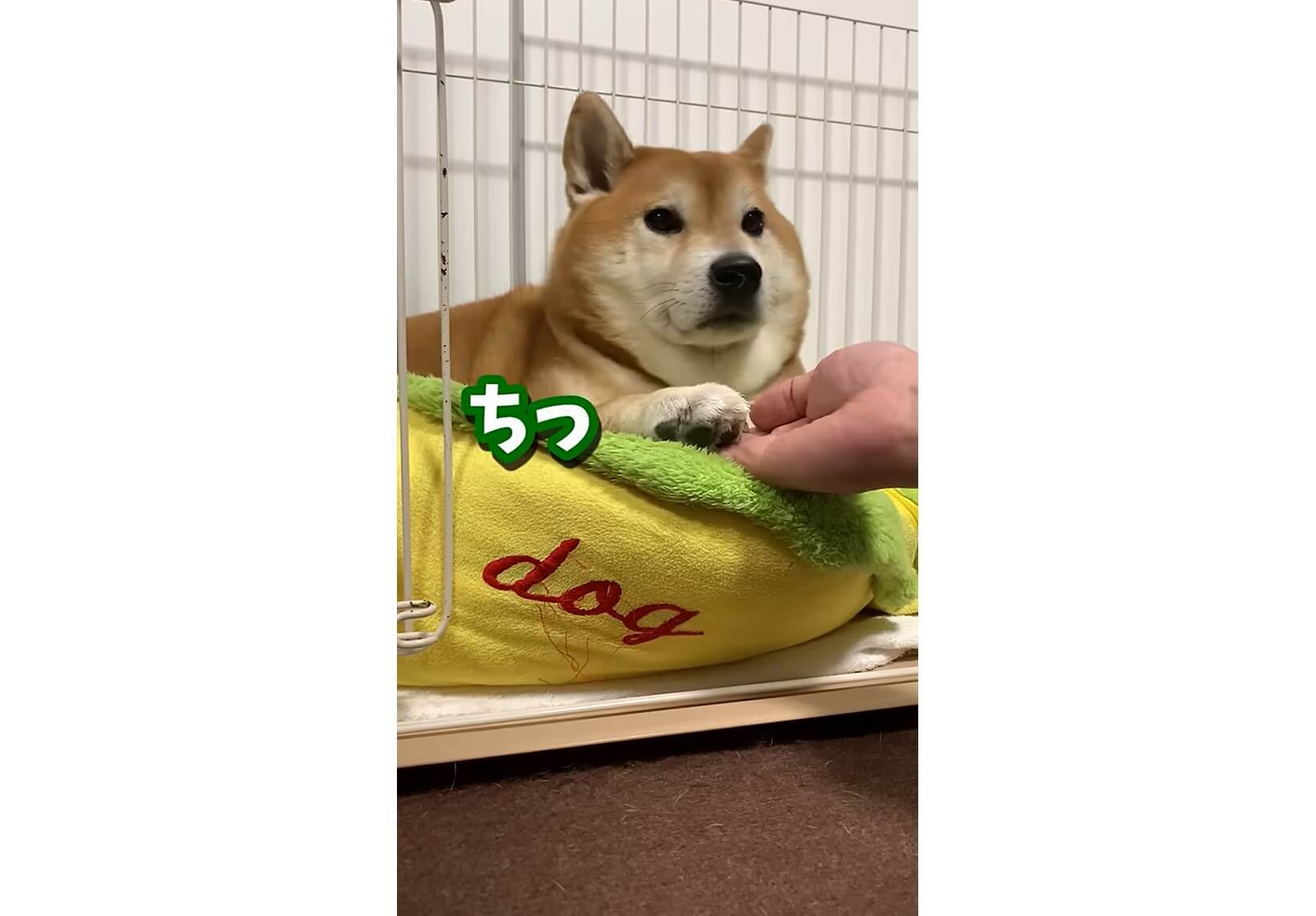 柴犬,動画
