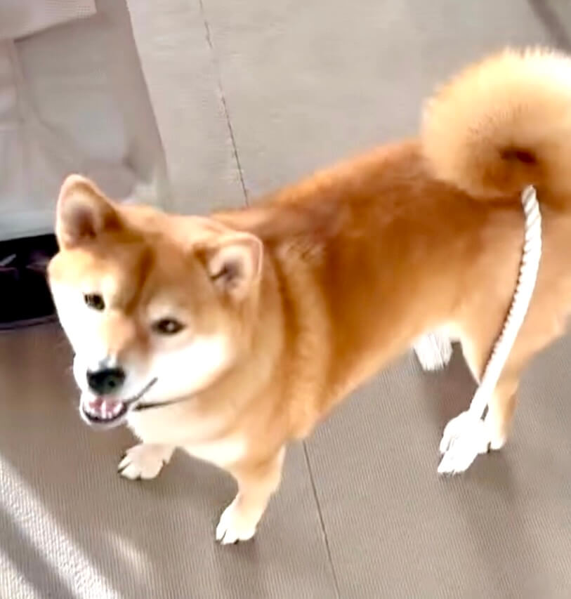 柴犬,動画