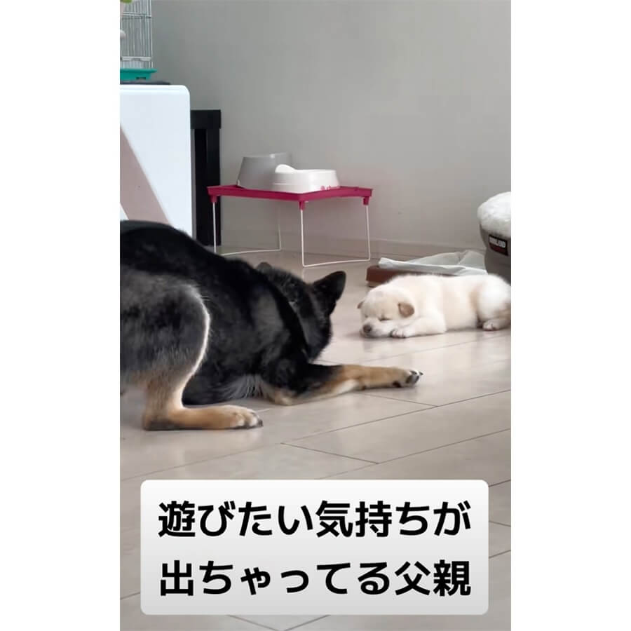 柴犬,動画