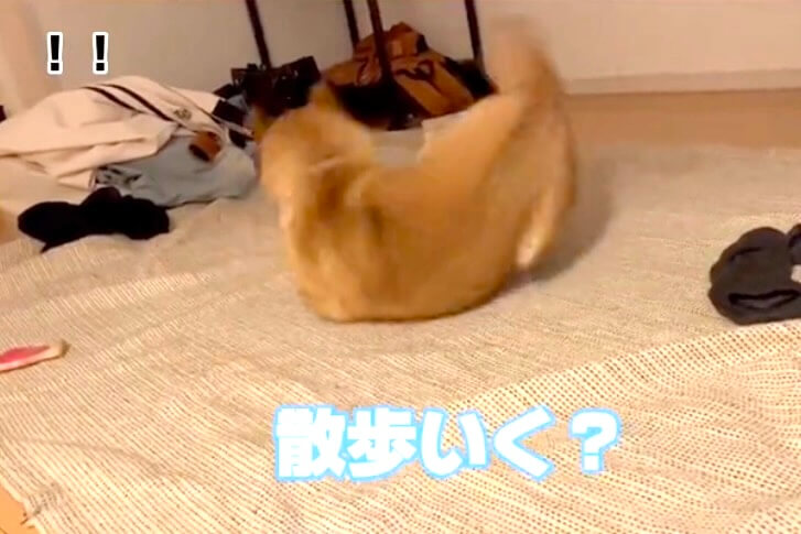 柴犬,動画