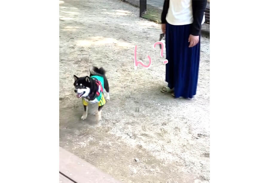 柴犬,動画