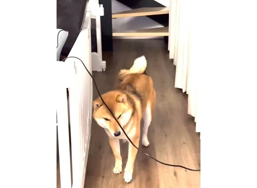 柴犬,動画