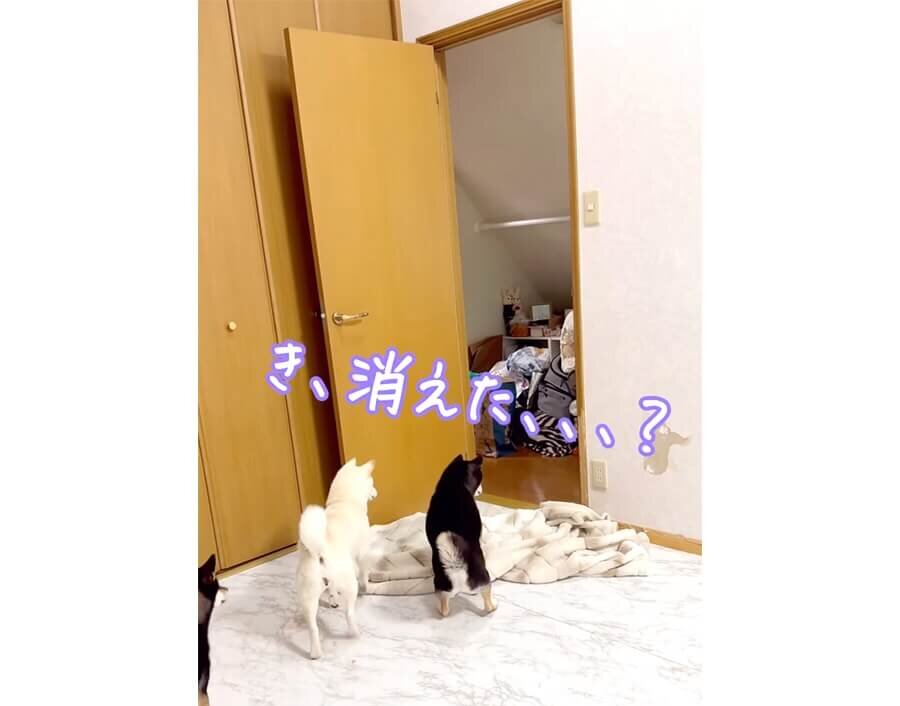 柴犬,動画