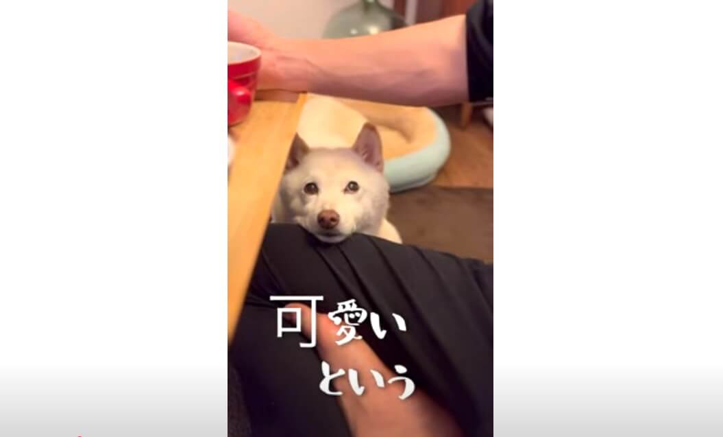柴犬,動画