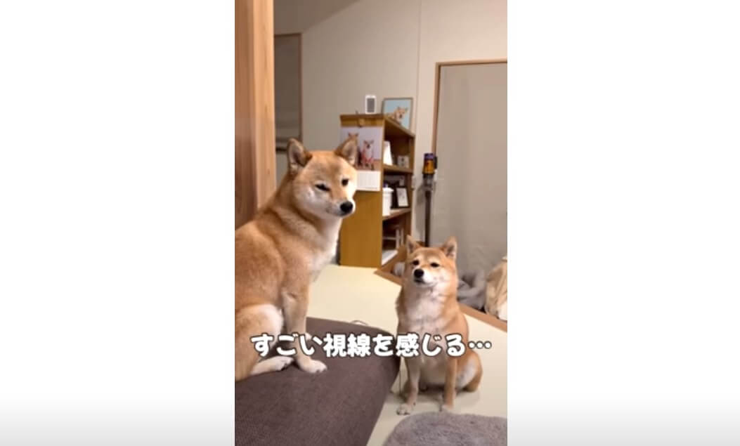 柴犬,動画