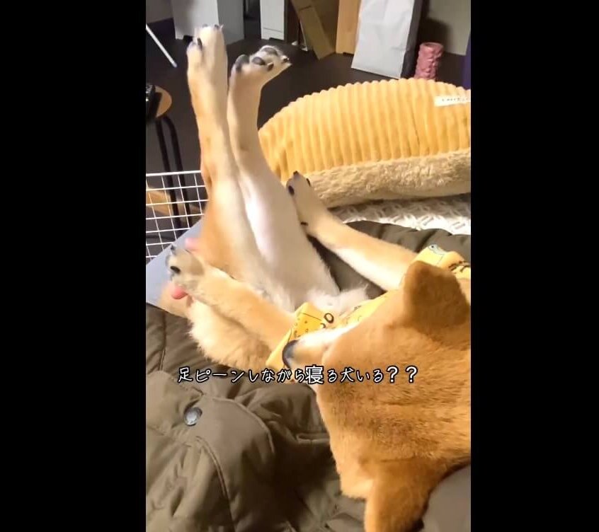 柴犬,動画