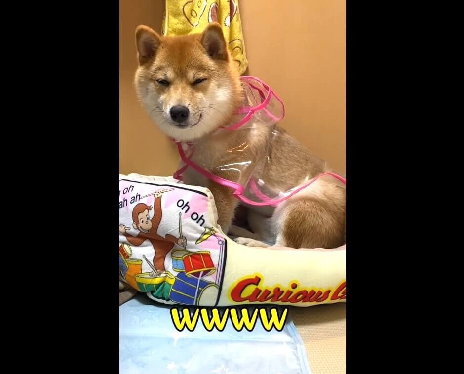 柴犬,動画