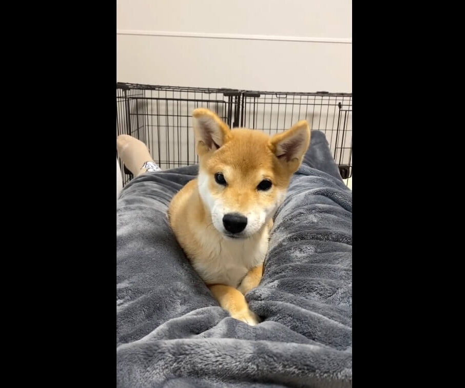 柴犬,動画