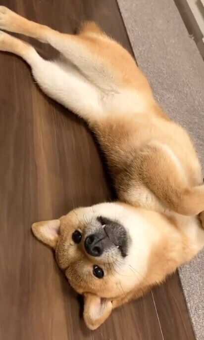 柴犬,動画
