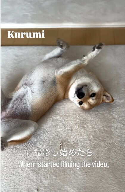 柴犬,動画