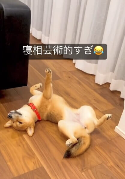 柴犬,動画