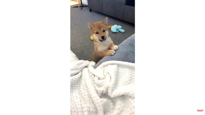 柴犬,動画