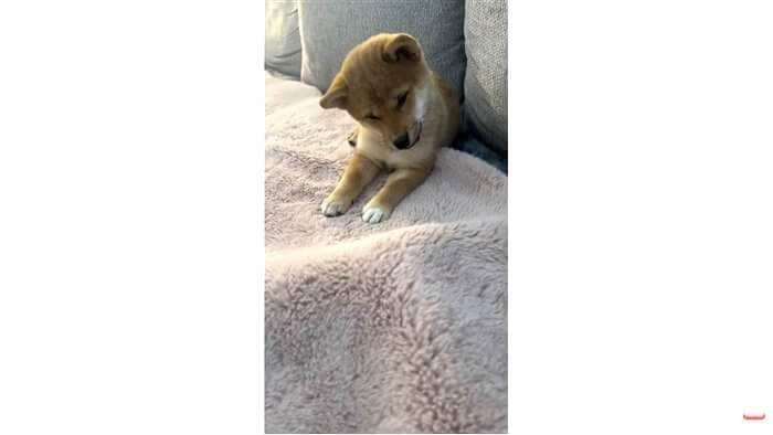 柴犬,動画