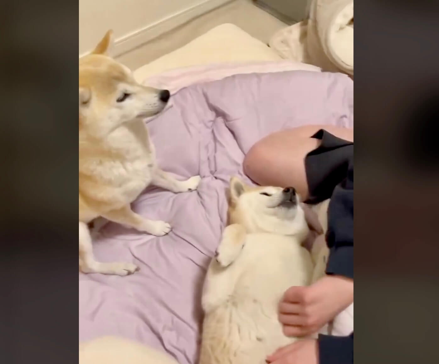 柴犬,動画