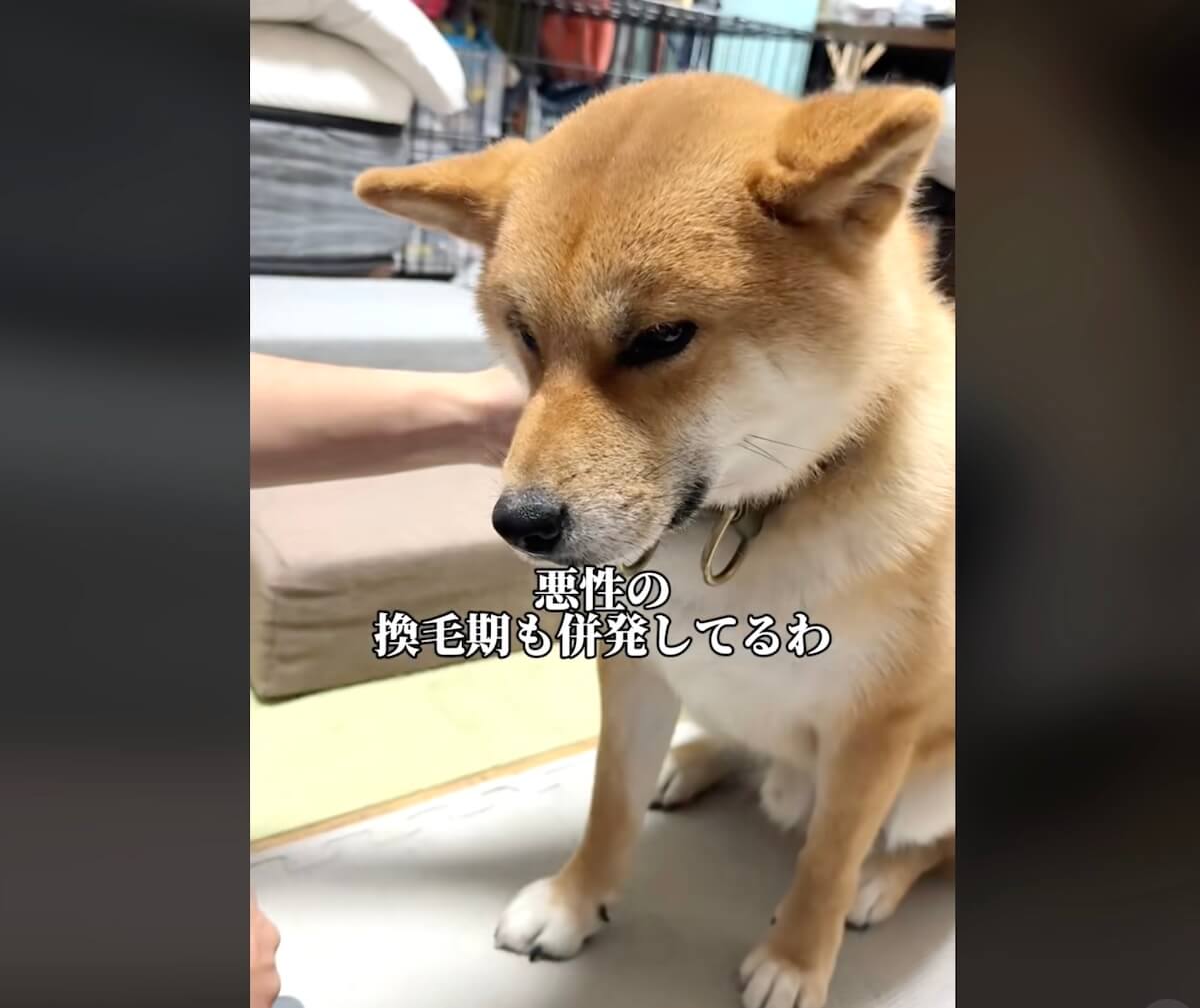 柴犬,動画