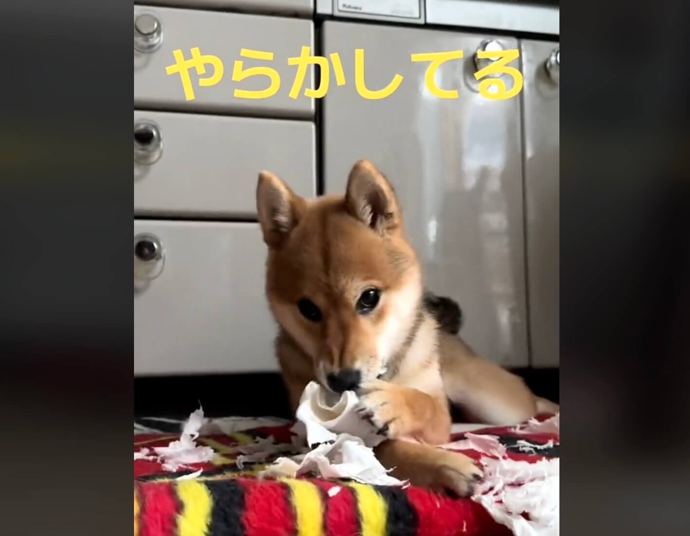 柴犬,動画