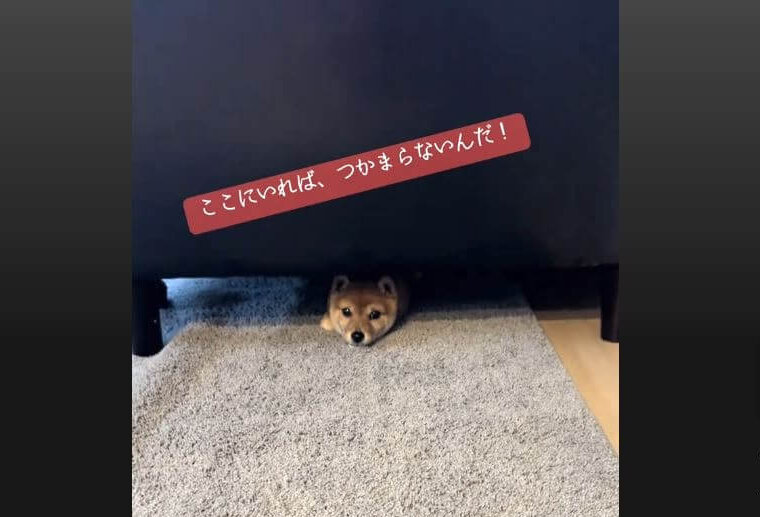 柴犬,動画