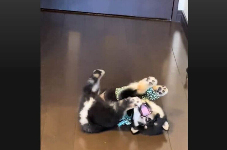 柴犬,動画