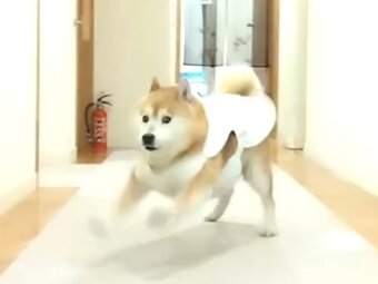 柴犬,動画
