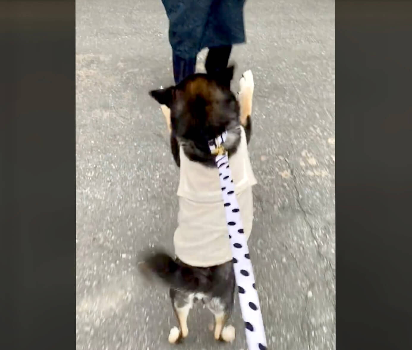 柴犬,動画