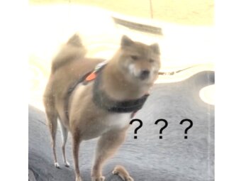 柴犬,動画