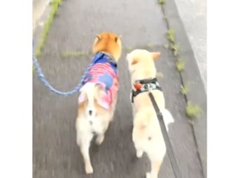 柴犬,動画