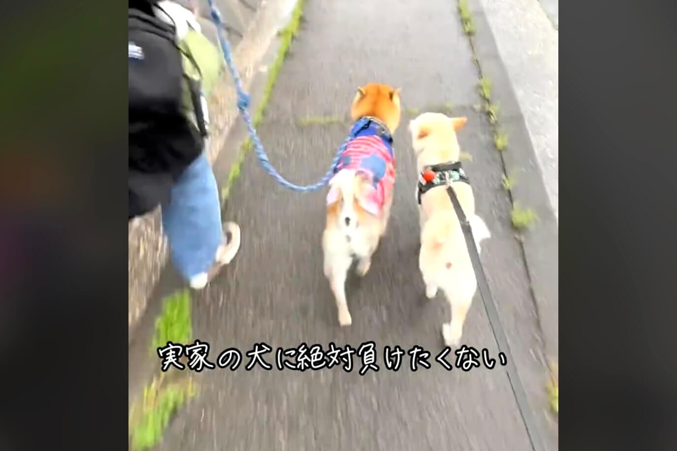 柴犬,動画