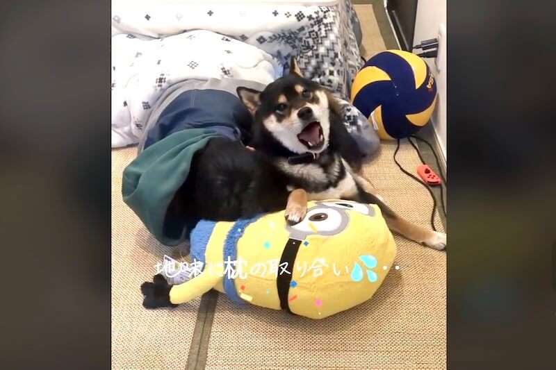 柴犬,動画