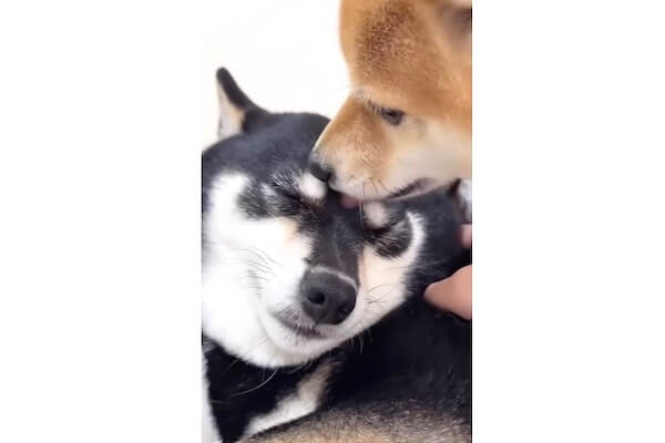 仲良し柴犬さん♡