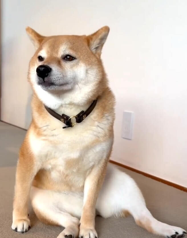 柴犬,動画