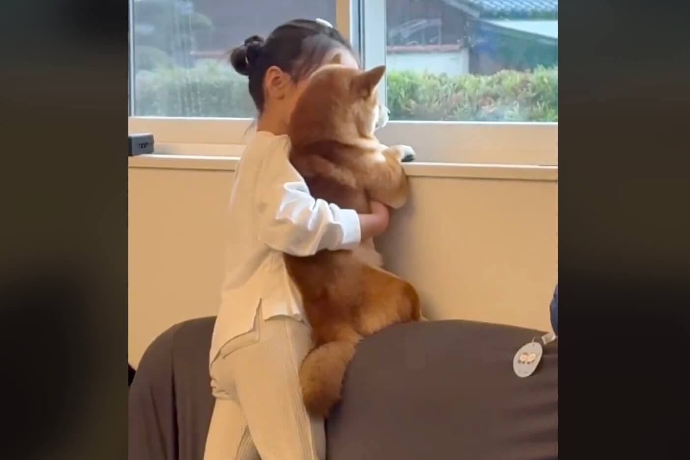 柴犬,動画