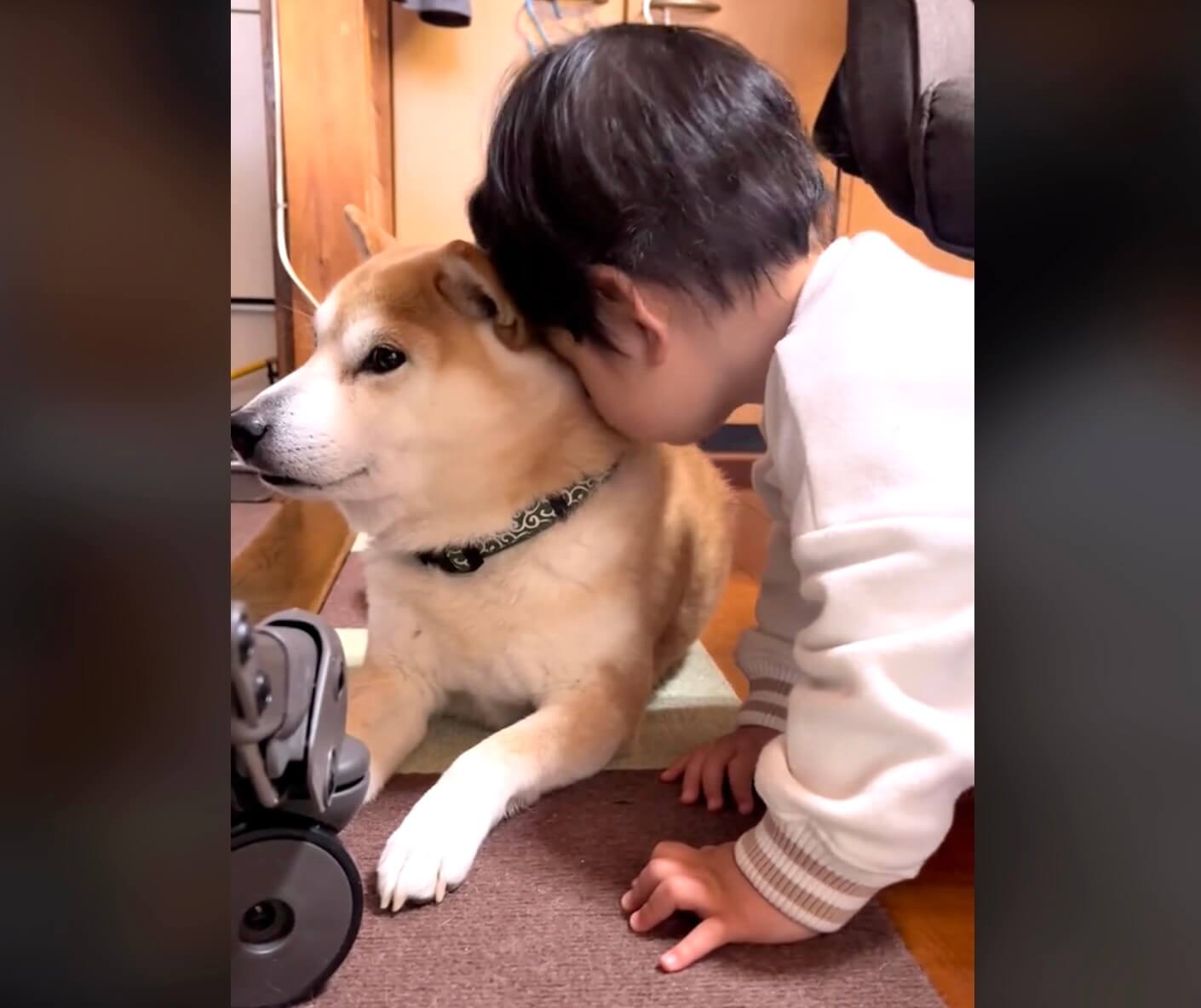 柴犬,動画