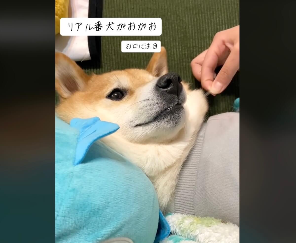 柴犬,動画