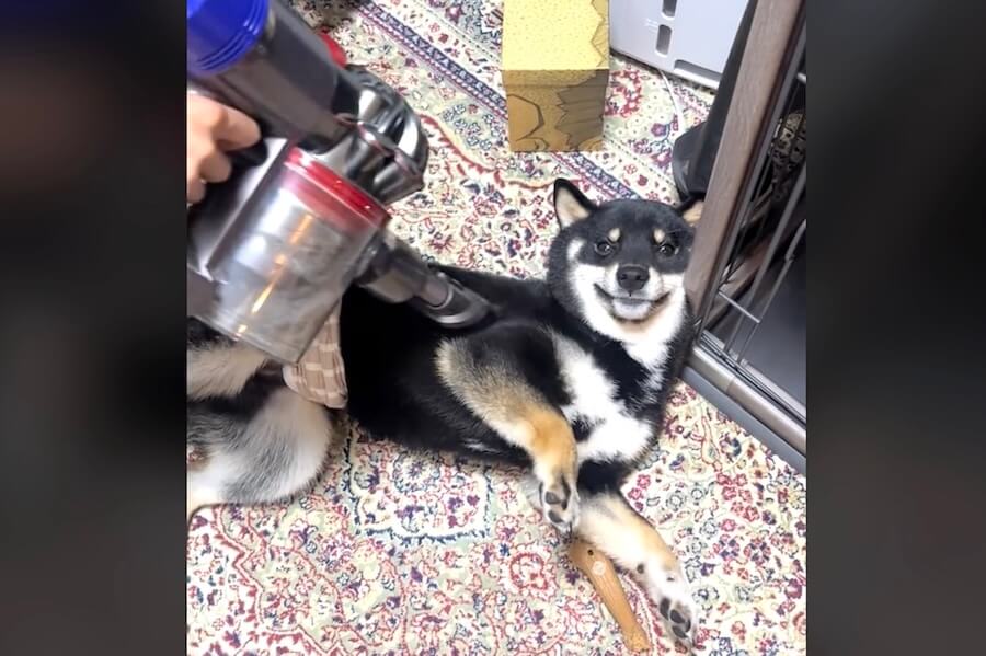 柴犬,動画