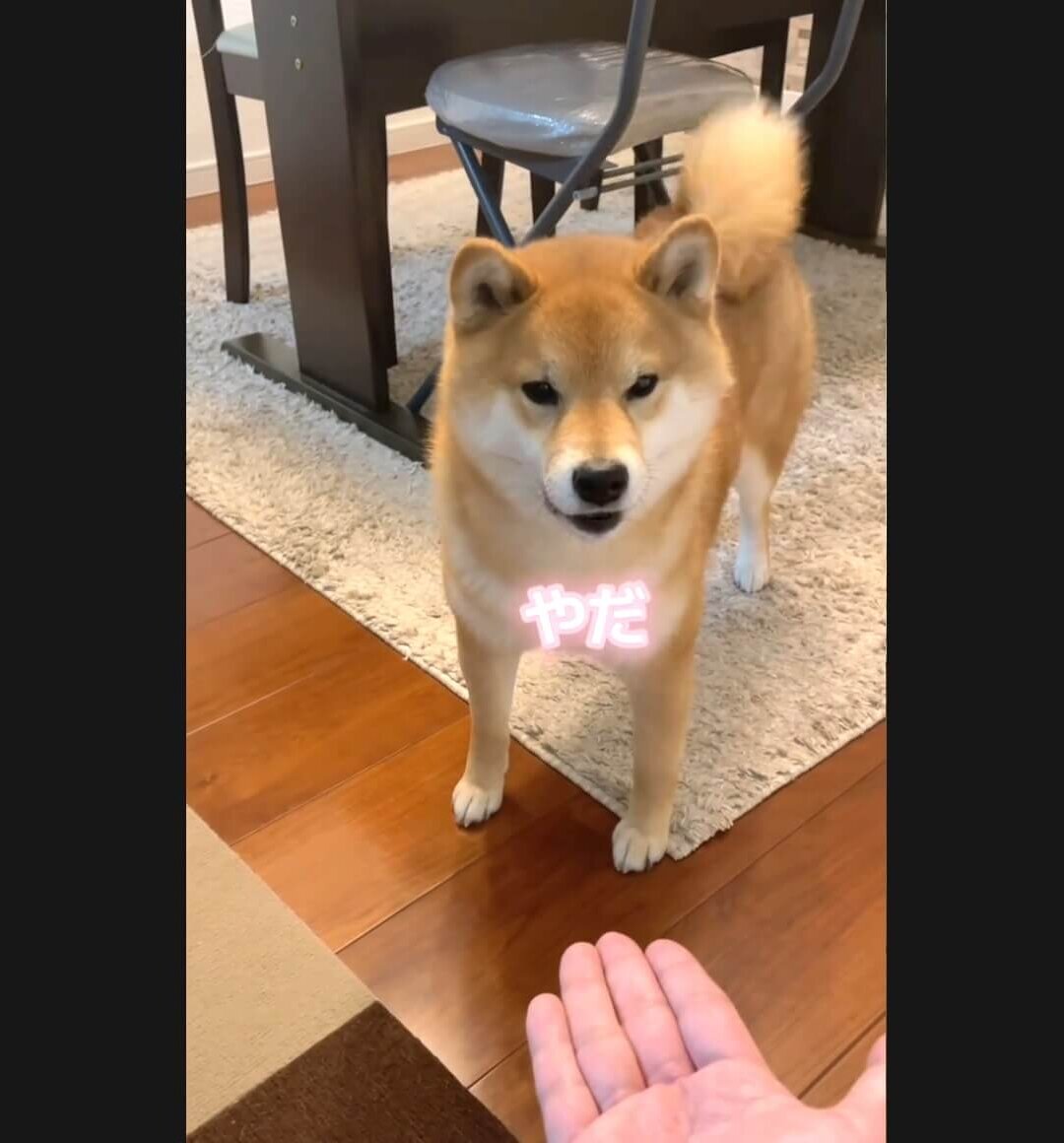 柴犬,動画