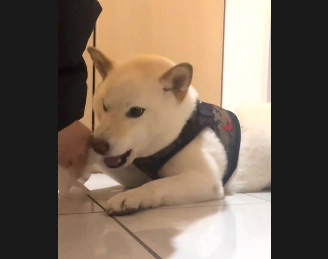 柴犬,動画
