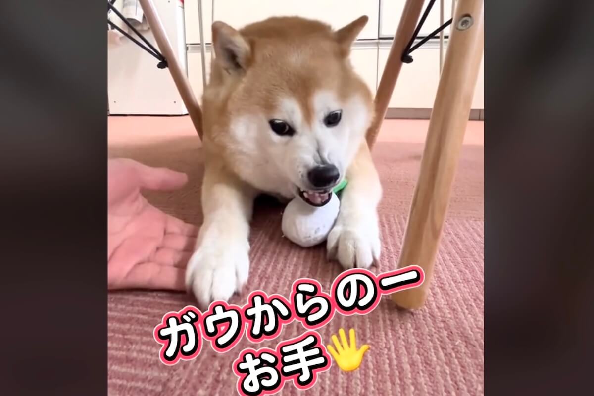 柴犬,動画