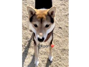 柴犬,動画