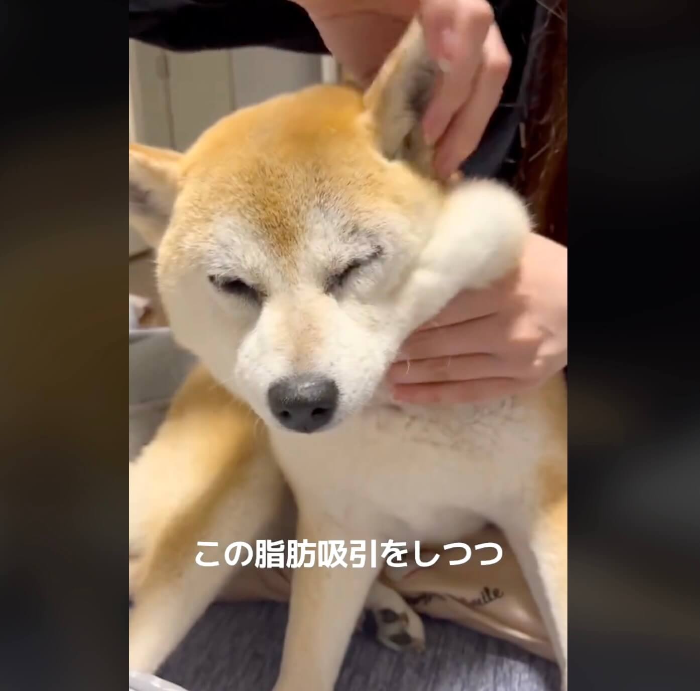 柴犬,動画