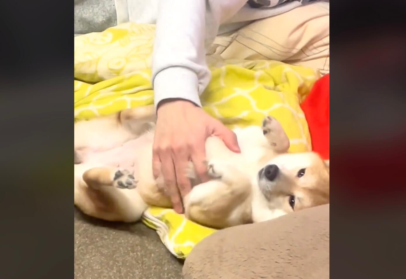 柴犬,動画