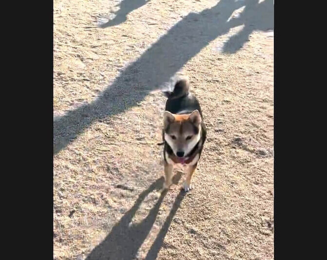 柴犬,動画