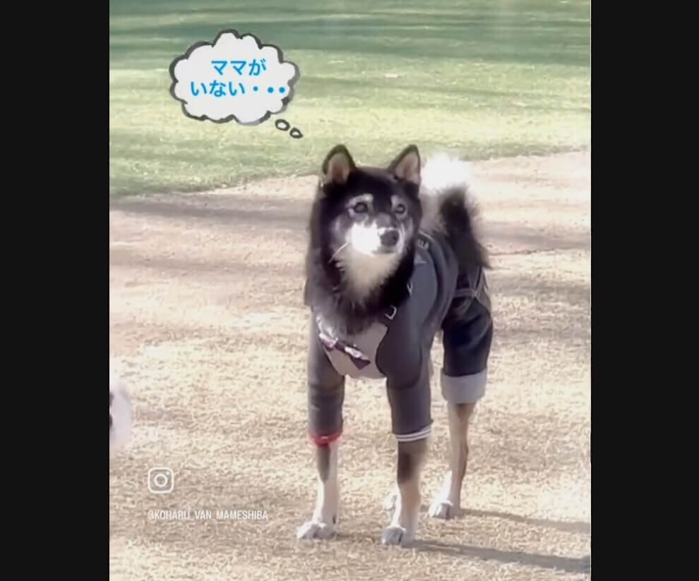 柴犬,動画