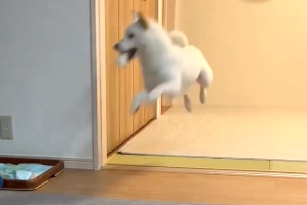 柴犬,動画