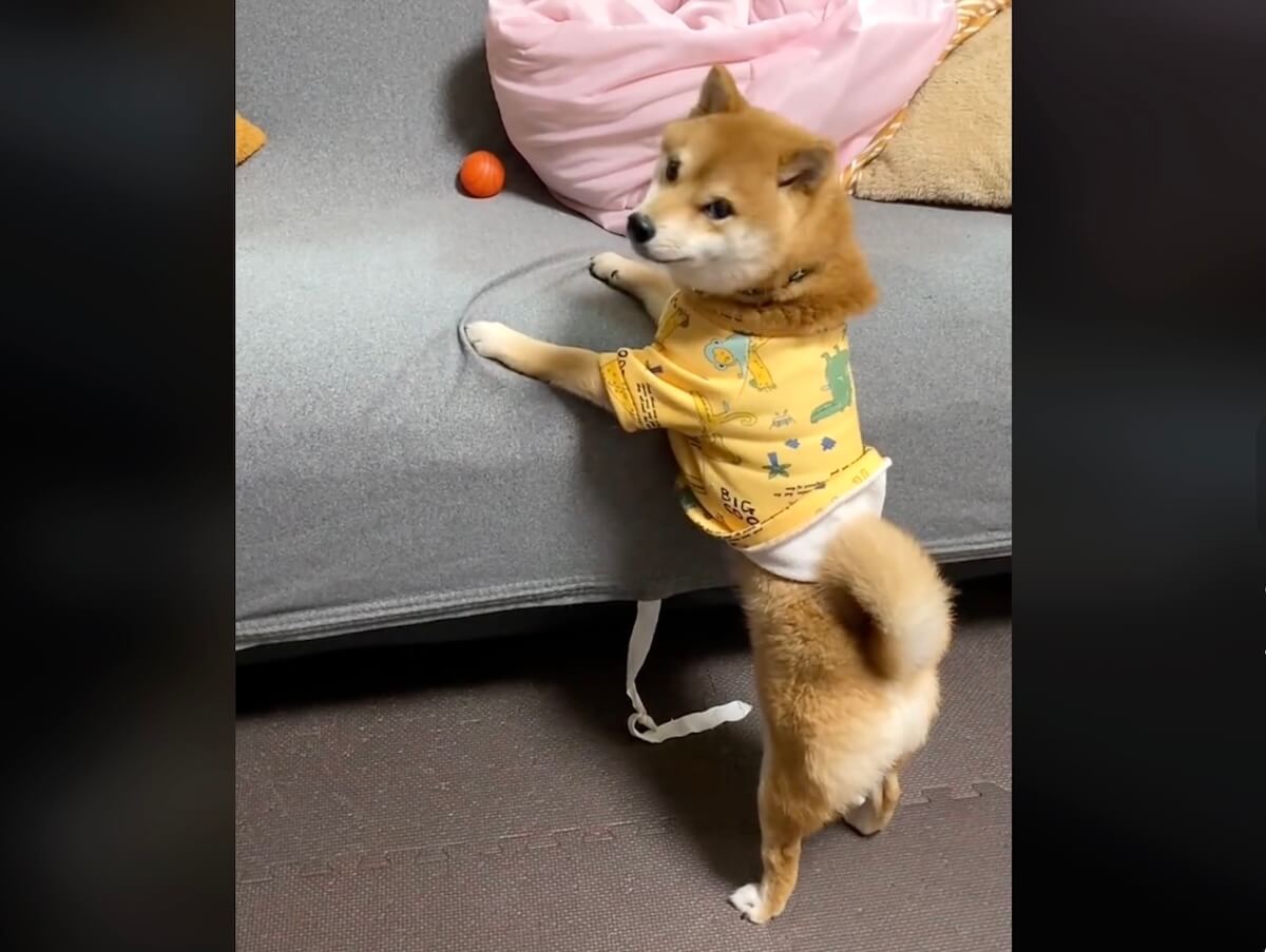 柴犬,動画