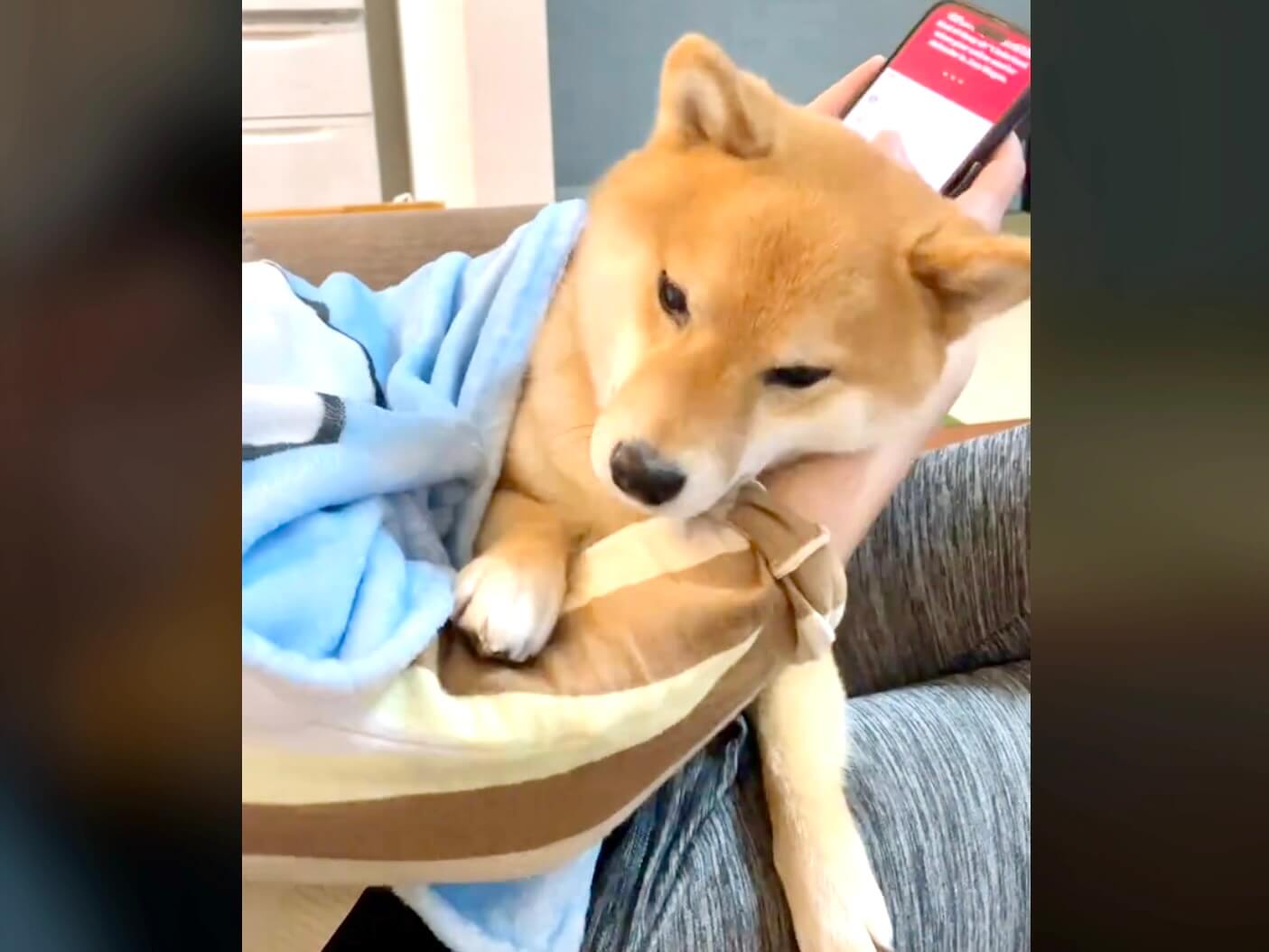 柴犬,動画