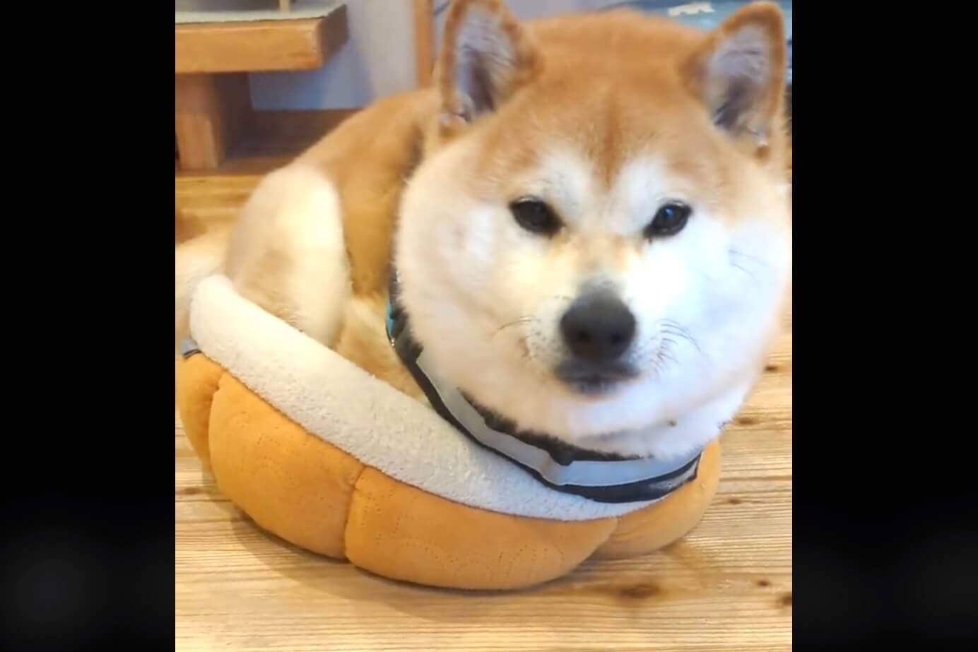 柴犬,動画