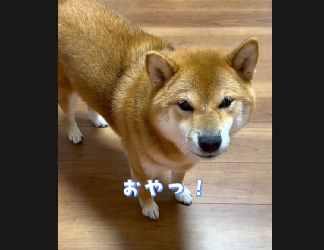 柴犬,動画